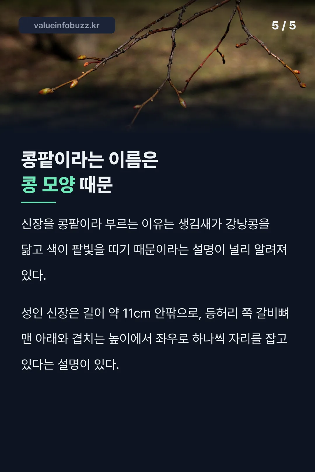 콩팥이라는 이름이 콩 모양에서 왔다는 유래