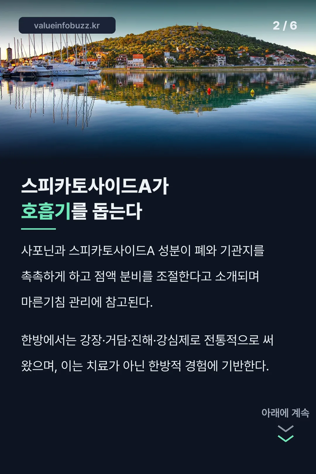 호흡기 성분 스피카토사이드A